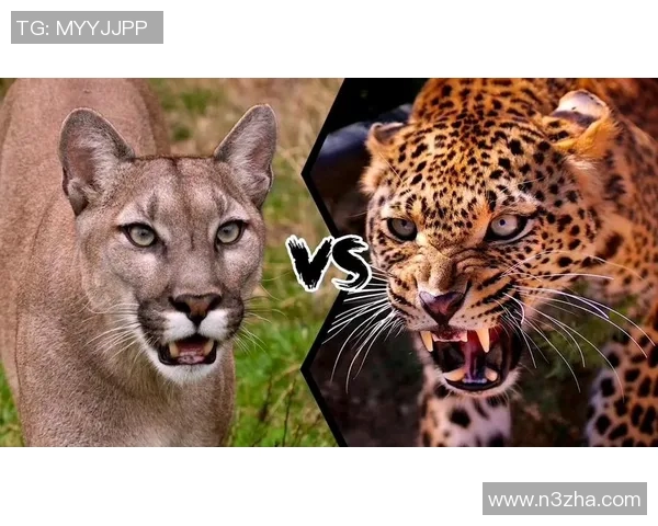 2018年阿特拉斯与美洲狮精彩对决回顾与分析